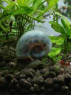 Blauwe 'avatar' posthoornslakken, Slak of Weekdier, Zoetwatervis