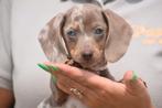 Teckel pups alle kleuren, België, 8 tot 15 weken, Korthaar, CDV (hondenziekte)