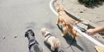 Garde d animaux, Verzamelen, Dierenverzamelingen, Ophalen of Verzenden, Nieuw, Hond of Kat