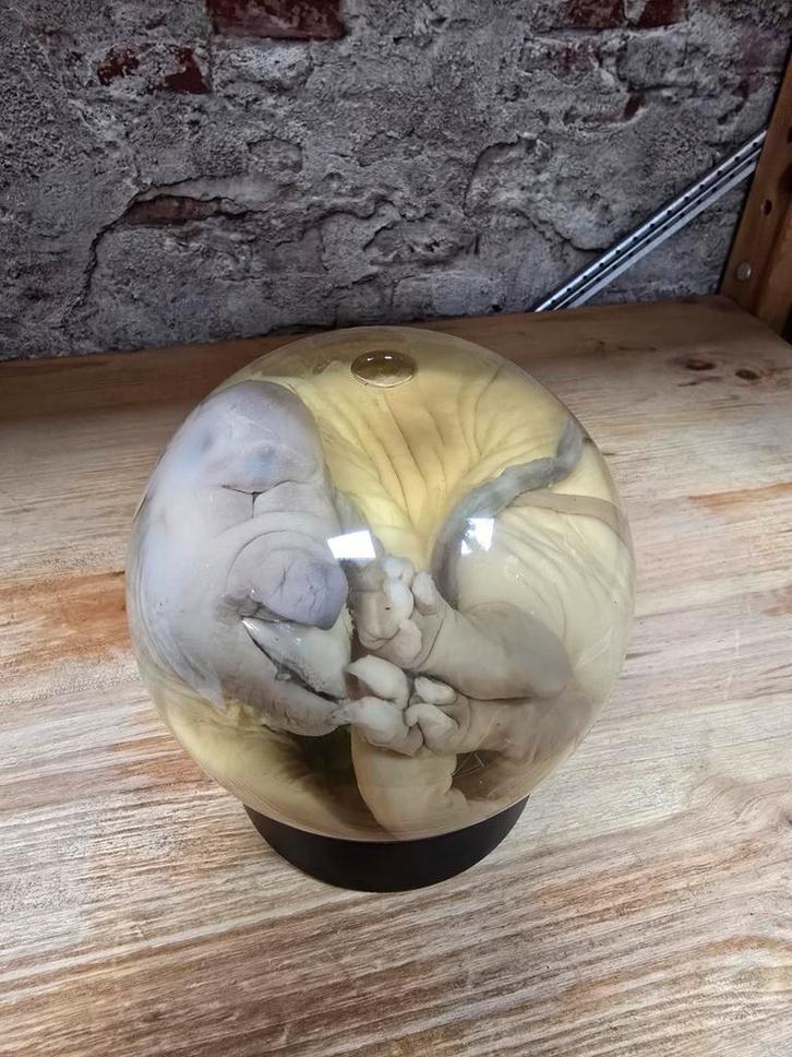 Cyclops big met ook vergroeide snuit., Huis en Inrichting, Woonaccessoires | Wereldbollen, Ophalen