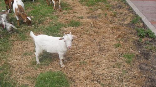 dwerggeitjes, Dieren en Toebehoren, Schapen, Geiten en Varkens, Geit, Mannelijk, 0 tot 2 jaar