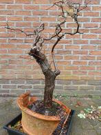 Bonsai meidoorn Wit Deze plant heeft doorns, Tuin en Terras, Ophalen of Verzenden