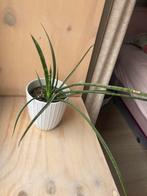 Kamerplant: sansevieria, Huis en Inrichting, Kamerplanten, Ophalen, Overige soorten, Halfschaduw, Minder dan 100 cm