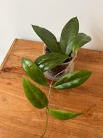 Hoya Finlaysonii Lalia, Huis en Inrichting, Ophalen of Verzenden