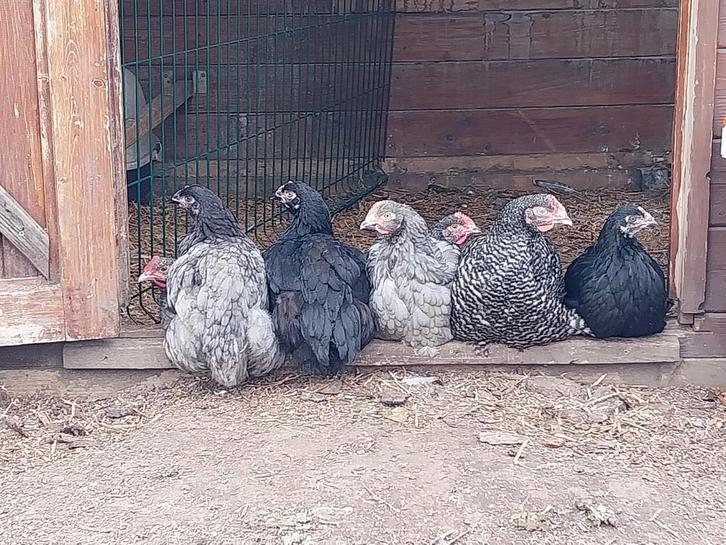 Mechels hoen zwart, Dieren en Toebehoren, Pluimvee, Kip, Meerdere dieren