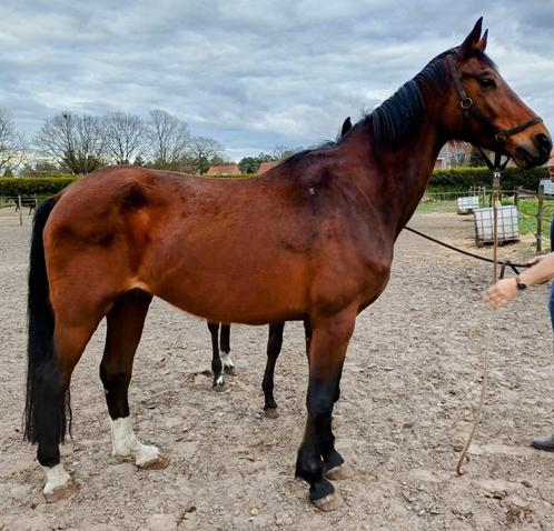 KWPN Fokmerrie uit bewezen stam, Dieren en Toebehoren, Paarden en Pony's | Dekhengsten en Fokmerries, Merrie