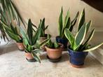 Kamerplant, Ophalen, Overige soorten, Halfschaduw, Minder dan 100 cm