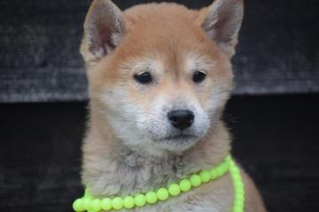 Shiba Inu pups beschikbaar voor biedingen