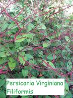 Persicaria Virginiana "Filliformis",, Tuin en Terras, Halfschaduw, Vaste plant, Herfst, Ophalen