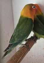 2 Wildkleur Fischeri 2025, Dieren en Toebehoren, Vogels | Parkieten en Papegaaien, Geslacht onbekend, Dwergpapegaai of Agapornis