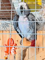 Gabonese grijze man, Dieren en Toebehoren, Mannelijk, Papegaai, Pratend