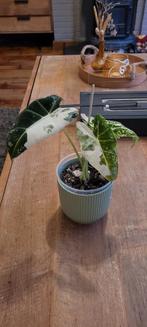 alocasia frydek met heel veel variegatie, Huis en Inrichting, Kamerplanten, Ophalen