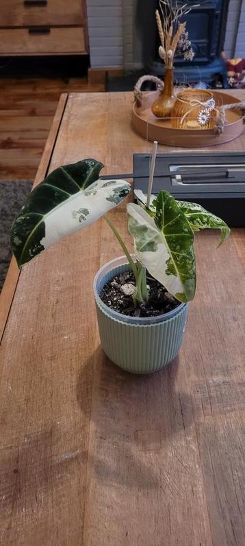 alocasia frydek met heel veel variegatie beschikbaar voor biedingen