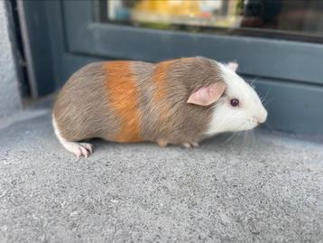 Jonge cavia, Dieren en Toebehoren, Knaagdieren, Cavia, Tam