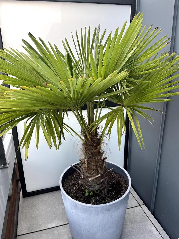 Prachtige Waaierpalm XL ( TRACHYCARPUS ) met Ecopot, Tuin en Terras, Planten | Tuinplanten, Vaste plant, Overige soorten, Volle zon