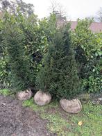 3 x Taxus Baccata 150/175, Ophalen, Taxus, Haag, 100 tot 250 cm
