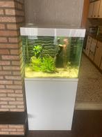 Prachtig ciano aquarium compleet, Enlèvement, Comme neuf