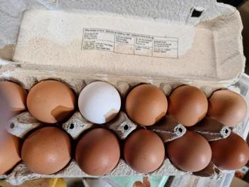 Verse eieren beschikbaar voor biedingen