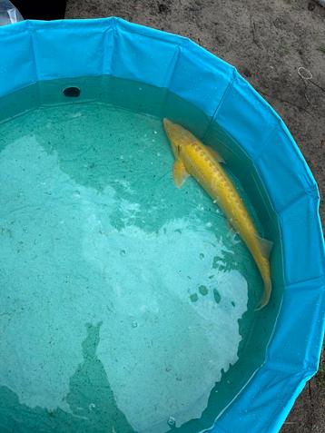 Albino steur, Esturgeon
