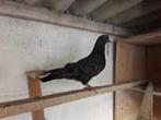 Pigeon roumain, Plusieurs animaux, Autres espèces