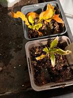 Groenten plantjes, Tuin en Terras, Ophalen, Volle zon, Groenteplanten, Eenjarig