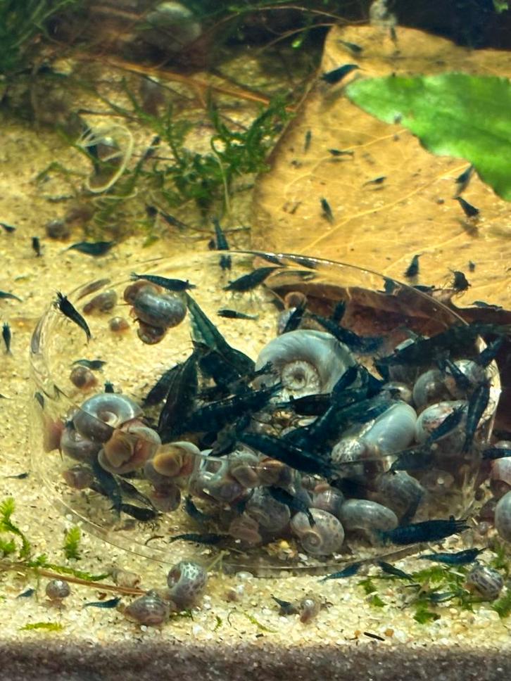 Posthoornslakken blauwe / rode / bruine, Dieren en Toebehoren, Vissen | Aquariumvissen, Zoetwatervis, Slak of Weekdier