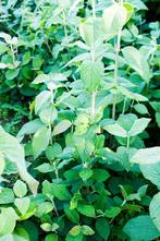 Wollige sneeuwbal of Viburnum lantana, Jardin & Terrasse, Plantes | Arbustes & Haies, Enlèvement