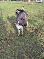 Mini-ezel hengst te koop, Dieren en Toebehoren, Schapen, Geiten en Varkens
