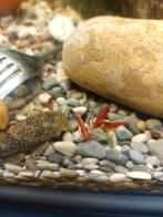 Bloedgarnaaltjes afname per 5 stuks, Dieren en Toebehoren