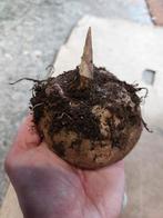 Voodoolelie  Sauromatum venosum, Tuin en Terras, Ophalen, Voorjaar