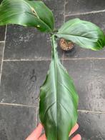 Philodendron 69686/Bette Waterbury, Huis en Inrichting, Kamerplanten, Ophalen of Verzenden