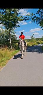 Bwp merrie zeer braaf, Dieren en Toebehoren, Merrie