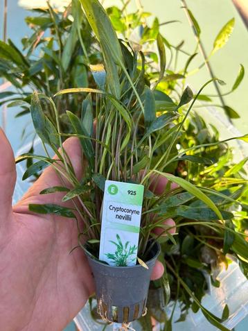 Aquariumplanten vers van de kweker! beschikbaar voor biedingen