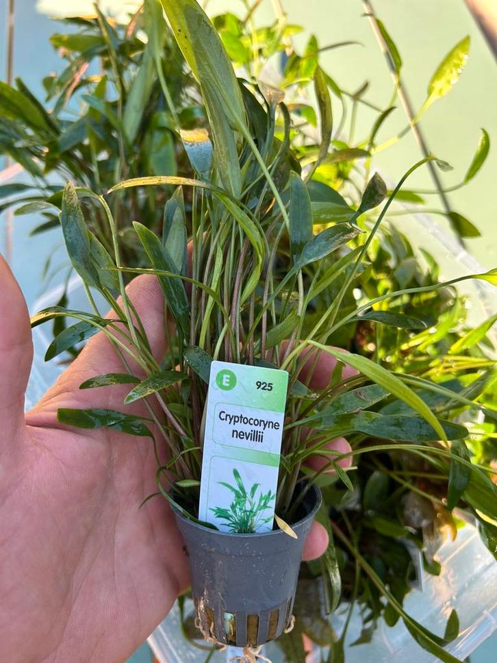 Aquariumplanten vers van de kweker!, Dieren en Toebehoren, Vissen | Aquaria en Toebehoren, Nieuw, Plant(en), Steen of Hout, Ophalen