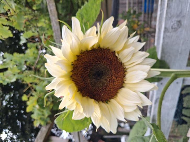 Biologische Zonnebloem White Moon F1 Zaden, Tuin en Terras, Bloembollen en Zaden, Ophalen of Verzenden