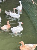 Krulveerganzen, Meerdere dieren, Gans of Zwaan