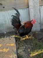 Serema Haan, Dieren en Toebehoren, Mannelijk, Kip