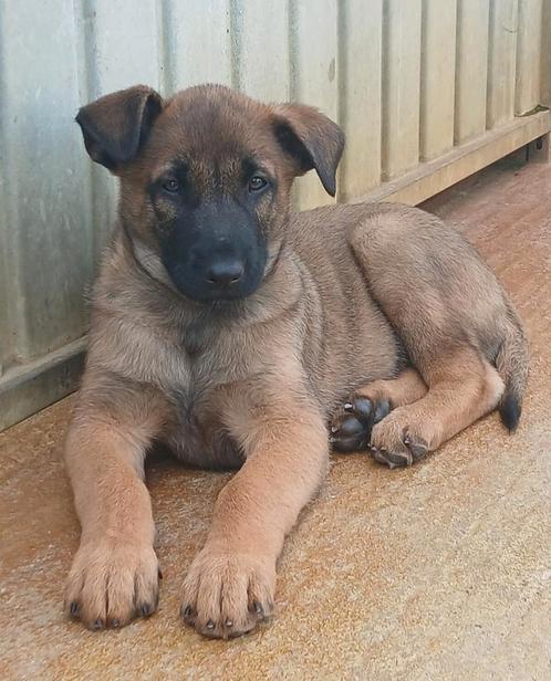 Herhalingsnest Mechelse Herders pups uit n KNPV werklijn, Dieren en Toebehoren, Honden | Herdershonden en Veedrijvers, Meerdere dieren