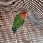 Kweekrijp koppel rosecollies, Dieren en Toebehoren, Vogels | Parkieten en Papegaaien