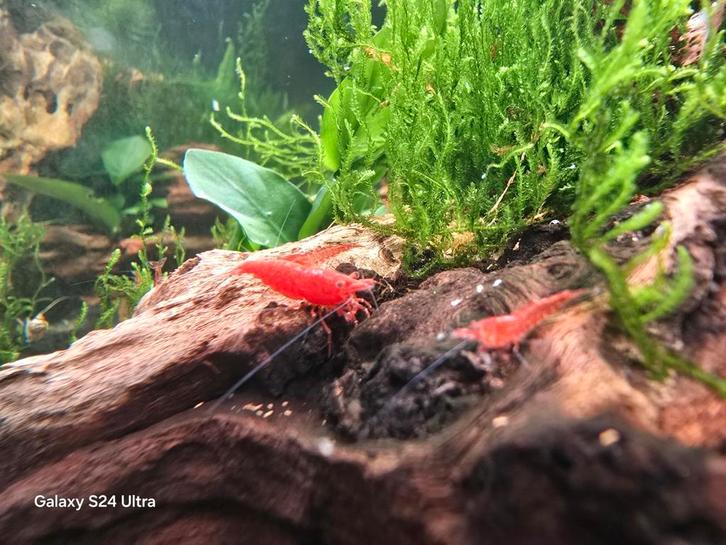 Neocaridina Davidii - Red Sakura. Locatie Heerlen NL, Dieren en Toebehoren, Vissen | Aquariumvissen, Zoetwatervis, Kreeft, Krab of Garnaal