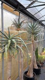 Aloë van 2m, Ophalen, Overige soorten, In pot, 150 tot 200 cm
