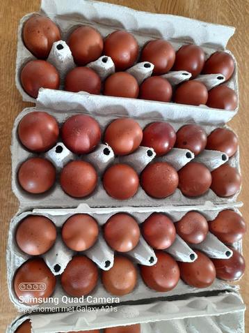 Marans broedeieren zwartkoperhals/raszuiver beschikbaar voor biedingen