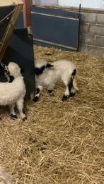 Wallisser, Dieren en Toebehoren, Schapen, Geiten en Varkens