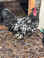 3 hanen, Dieren en Toebehoren, Pluimvee