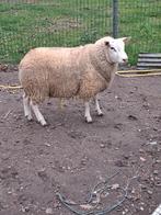 Swifter schaap bok te koop, Mâle, Mouton