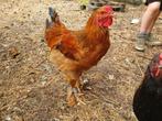 Brahma Haan, Dieren en Toebehoren, Pluimvee, Mannelijk, Kip