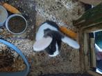 Twee mooie konijnen, Mâle, Petit, Oreilles tombantes, 0 à 2 ans
