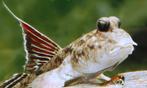 Indische Dwerg Mudskipper (uniek), Dieren en Toebehoren, Vissen | Aquariumvissen, Vis, Zoetwatervis, Schoolvis
