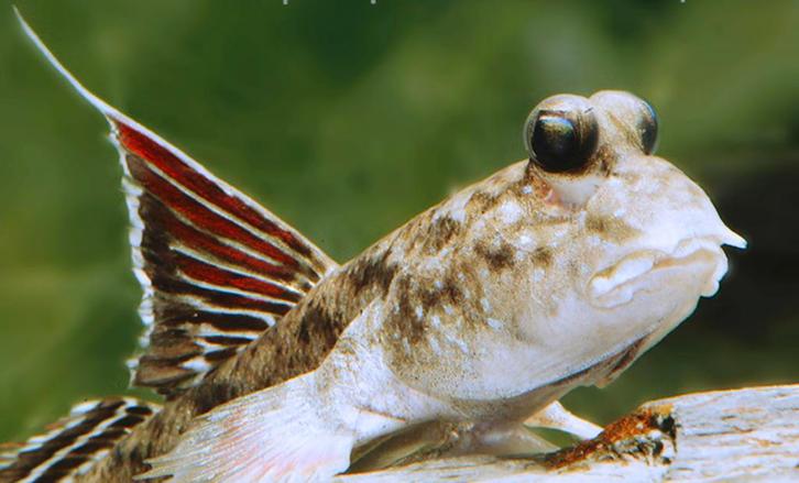 Indische Dwerg Mudskipper (uniek), Animaux & Accessoires, Poissons | Poissons d'aquarium, Poisson d'eau douce, Poisson, Banc de poissons