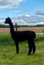 Zwarte alpaca merrie uit uitstekende bloedlijnen, Juli, Vrouwelijk
